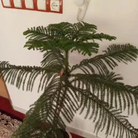 کاج مطلق بلند|گل و گیاه طبیعی|کرمانشاه, |دیوار