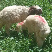 بره ماده درجه یک