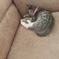 گربه اهلی3میلیون