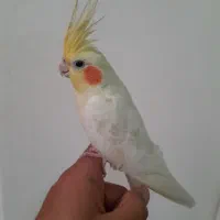 عروس لوتینو ماده دستی