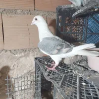 کفتر پشت گراف