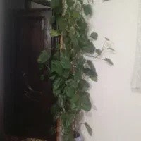 گل روندی