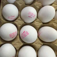 تخم مرغ روز قیمت مصلی|خوردنی و آشامیدنی|مشهد, حجت|دیوار