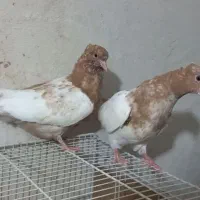 کبوتر یک جفت جوجه کله زرد|پرنده|مشهد, رضاشهر|دیوار