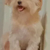 سگ ماده مهربون آپارتمانی