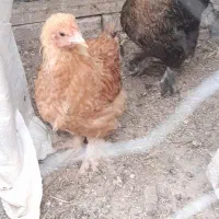 جوجه|حیوانات مزرعه|مشگین شهر, |دیوار