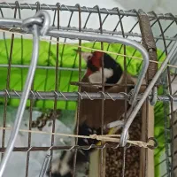 سهره یک ماه قفس|پرنده|بروجرد, |دیوار