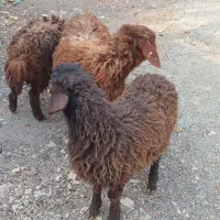 بره میش بز بزغاله|حیوانات مزرعه|اصفهان, دهنو|دیوار