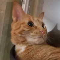 واگذاری گربه|گربه|لاهیجان, کاروانسرابر|دیوار