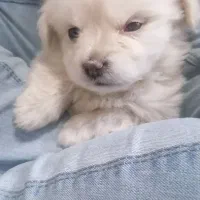 توله سگ دوماهه ماده|سگ|پردیس, فاز ۸|دیوار