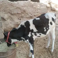 سلام یک عدد گوساله ماده بفروش میرسد|حیوانات مزرعه|اهواز, زرگان|دیوار