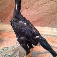 جوجه لاری