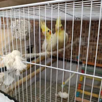 عروس هلندی از جوجه تا مولد