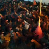 مرغ و خروس(توضیحات خوانده شود)