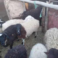 حیوان و مزرعه|حیوانات مزرعه|فردوس (کرمان), |دیوار