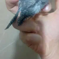 عروس هلندی|پرنده|قم, محمد آباد|دیوار