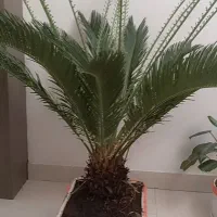 گل طبیعی سیکاس