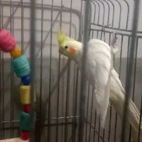 عروس هلندی نر