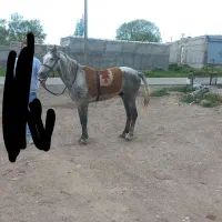 اسب|اسب و تجهیزات اسب‌سواری|سرعین, |دیوار