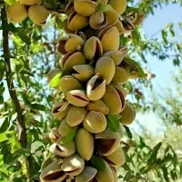 نهالستان همه ارقام درجه یک بادام و صنوبر|خدمات باغبانی و درختکاری|ساری, |دیوار