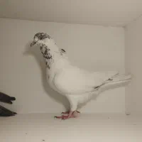 نر کله ای مست معاوضه با ماده یا فروش