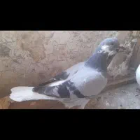 پیدا شد|حیوانات|سبزوار, ایزی شهر|دیوار