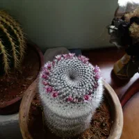 کاکتوس چند ساله و کلکسیونی