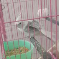 عروس هلندی|پرنده|محمدشهر, همایون ویلا|دیوار