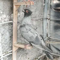 جوانه نقره ای اصلی