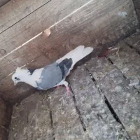 چند کبوتر سرحال|پرنده|هشتگرد, شهرک اداری|دیوار