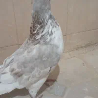کبوتر|پرنده|شادگان, |دیوار