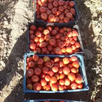 گوجه فرنگی|خوردنی و آشامیدنی|افشار, |دیوار