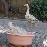 غاز نر و ماده