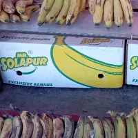 فروش کارتن موز