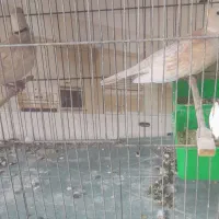 کبوتر پاکستانی|پرنده|بندرعباس, |دیوار