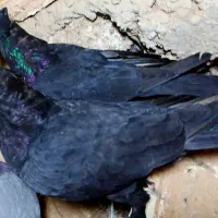 کبوتر|پرنده|ریگان, |دیوار