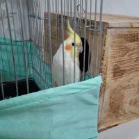 فروش جفت عروس هلندی|پرنده|چمران, |دیوار