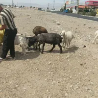 گوسفند زنده