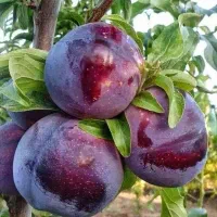 نهال آلو توسرخ