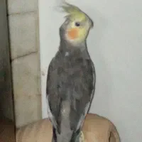 عروس