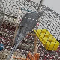 عروس هلندی سخنگو