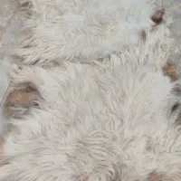 پوست گوسفند