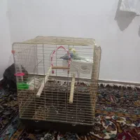 دوعدد مرغ عشق|پرنده|مریوان, |دیوار