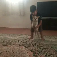 سگ پاکوتاه