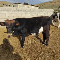 گوساله نر|حیوانات مزرعه|بیله سوار, |دیوار