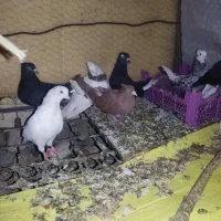 ۹عدد کفتر زینتی خوب ۵تمن