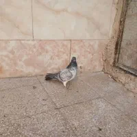 کفتر پرشی قاره|پرنده|قم, آزادگان|دیوار