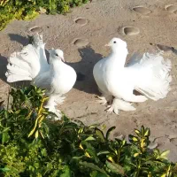 کبوتر چتری آمریکایی