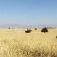 گندم سه دهه تمیز ۴۵