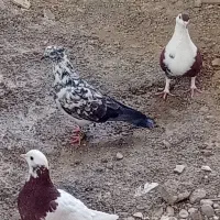 yas|پرنده|هامون, |دیوار